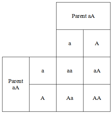 Inheritance matrix for aA x aA
